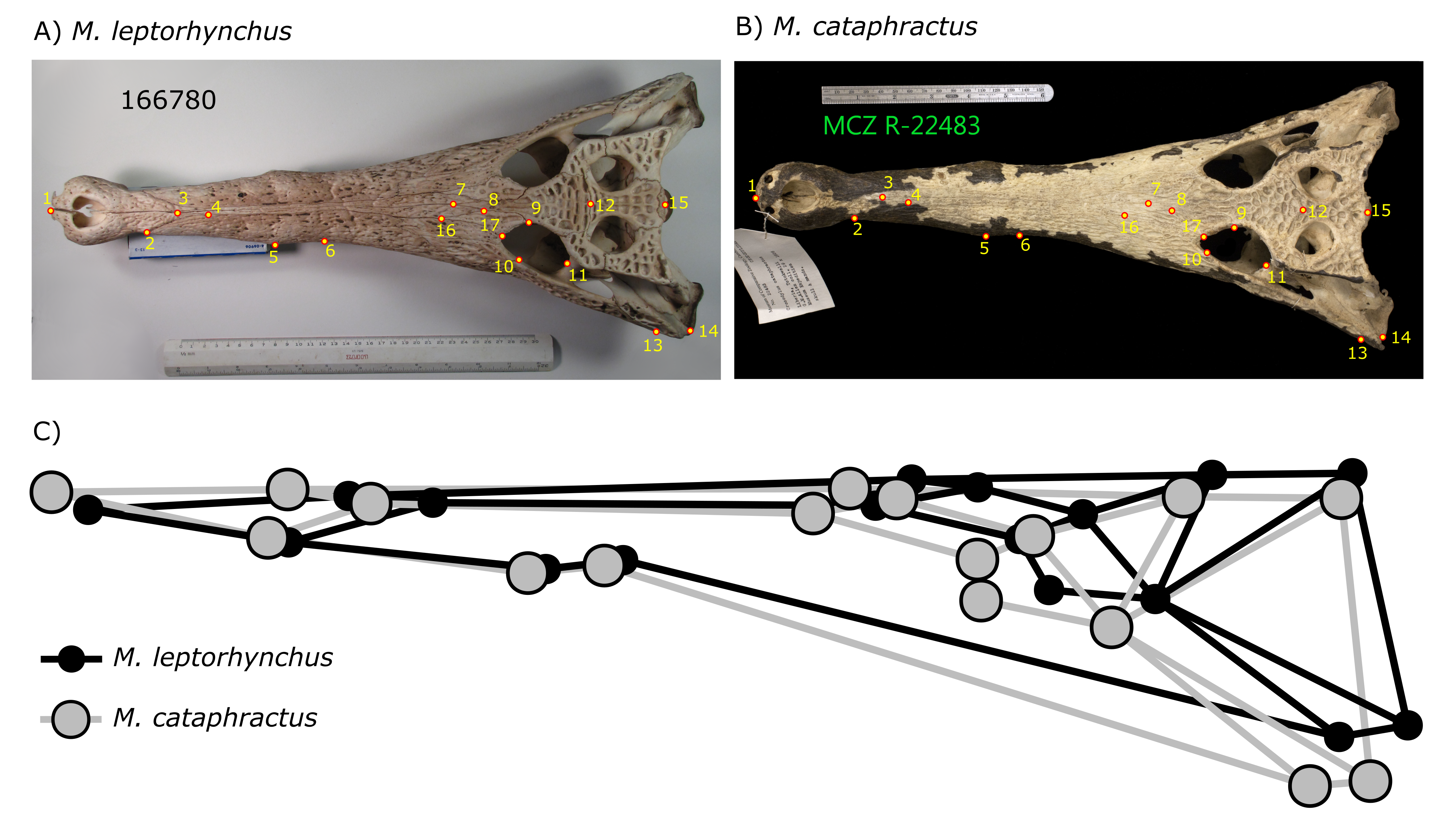 Figure showing the quantitative differences in morphology between two closely related species of crocodile.